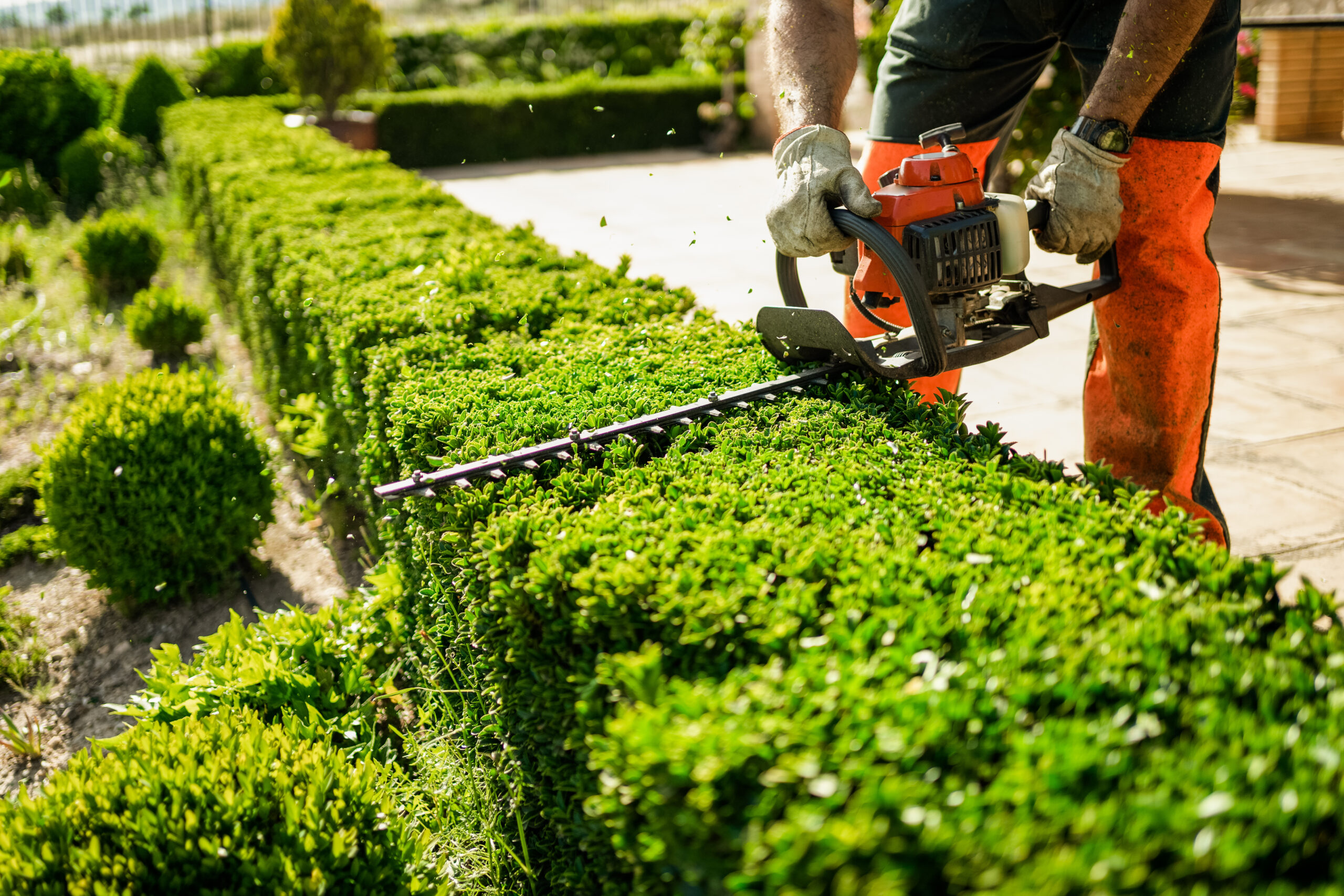 Landscaping team caring for a lush garden